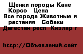 Щенки породы Кане-Корсо › Цена ­ 25 000 - Все города Животные и растения » Собаки   . Дагестан респ.,Кизляр г.